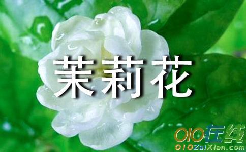 中考满分作文：茉莉花正在飞扬