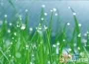 詩人描寫春雨的古詩