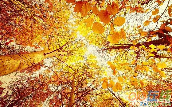 描写秋天景色的诗句有哪些