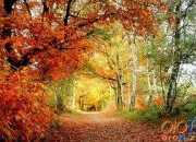 形容秋天风景优美的诗句