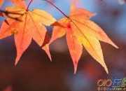 一句形容秋天的诗句是什么