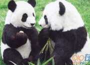 关于熊猫的说明文作文