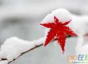 贊美鄉(xiāng)村雪景的句子