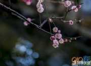 贊美梅花品格的詩句題目