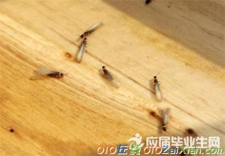 早教小故事：吃木材的白蚁