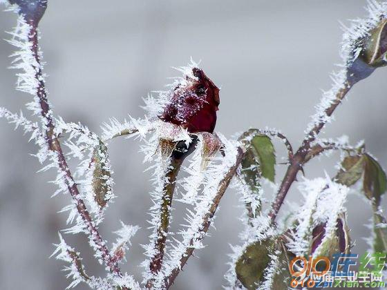 描写雪的诗句 古诗