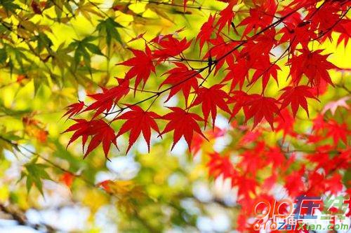 苏轼关于的秋的诗句