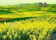 有趣的小實(shí)驗(yàn)作文300字