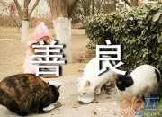 善良不需要理由作文