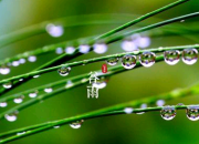 朗誦古詩谷雨