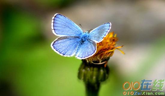 《小蝴蝶花》的阅读理解习题及答案