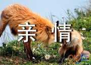 親情最珍貴的作文（精選3篇）