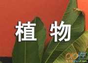 植物觀察日記：含羞草