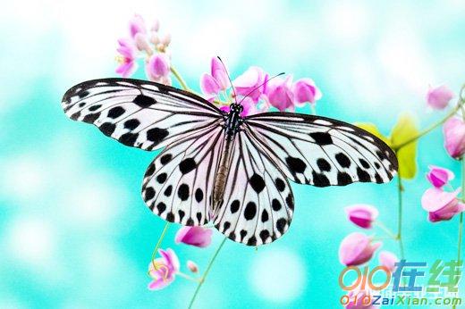 描写花和蝴蝶的诗句