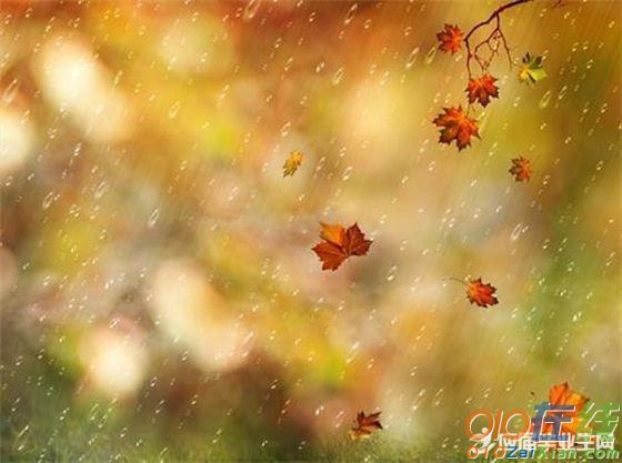描写秋雨凄凉的诗句