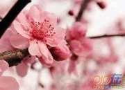 樱花树林英语日记