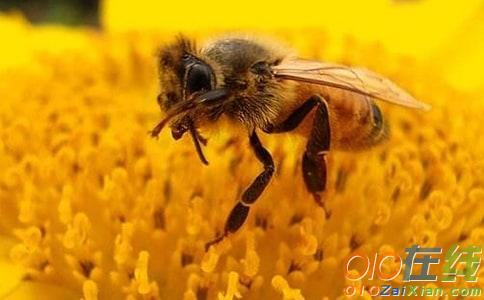 蜜蜂的作文