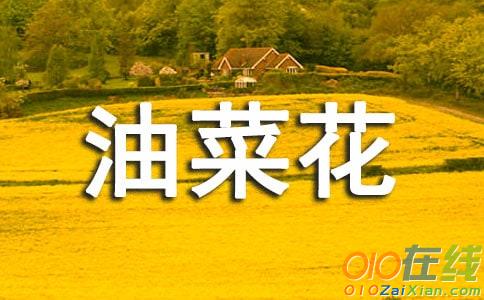 三年级美丽的油菜花作文200字