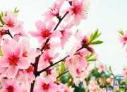 《桃花源記》的優秀說課稿范文
