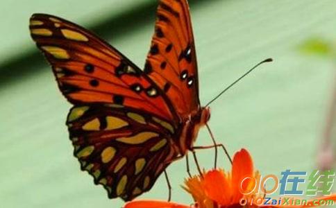 蝴蝶和蜻蜓童话作文