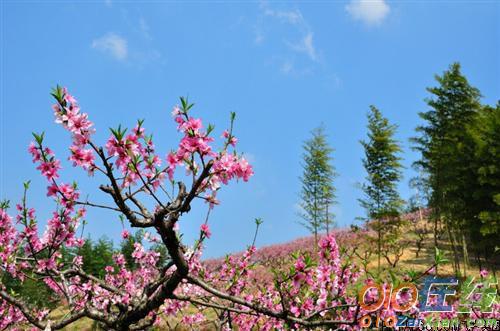 春天押韵优美句子