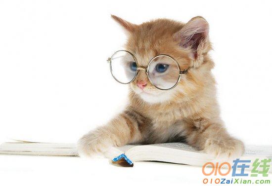 猫的连续观察日记