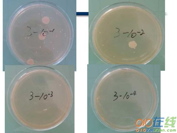 微生物的实验室培养课件