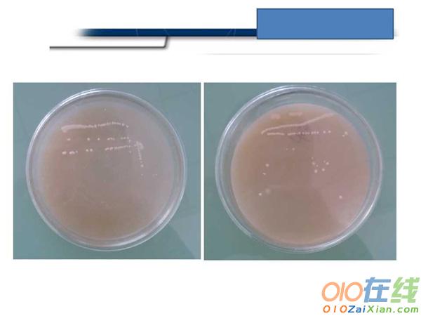 微生物的实验室培养课件