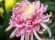關于菊花的詩句大全