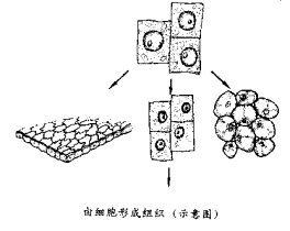 七年级生物教案：细胞是怎样构成生物体的