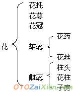 初一生物《花的结构和花序》教案