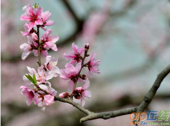 爱桃花如痴作文300字