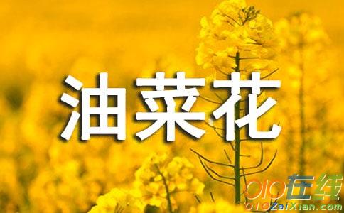 又见油菜花开时800字作文