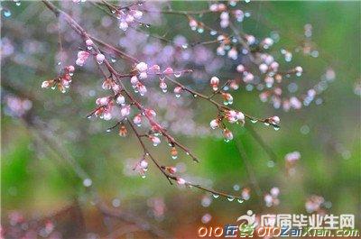 形容春雨花开的诗句