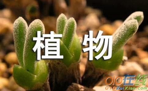 植物谜语及答案