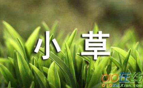 我眼中的小草作文「优秀篇」