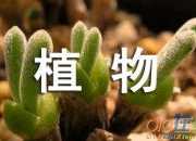 观察植物作文400字高中