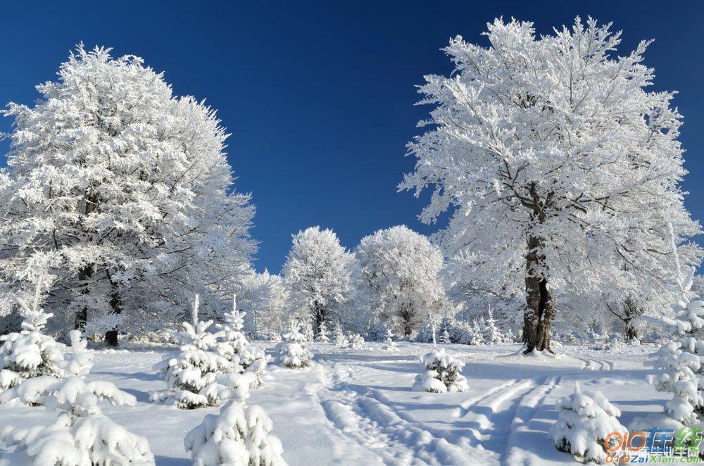 形容冬天的树成语