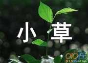 贊美小草的句子匯集