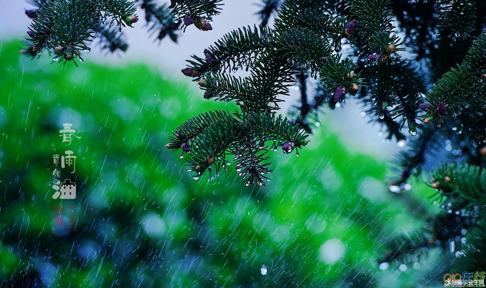 春雨句子分享