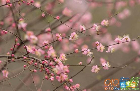 描写春天的桃花的优美比喻句