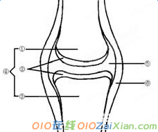 八年级上册生物说课稿