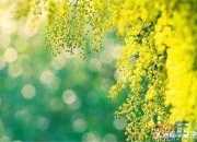 校園愛護花草樹木標語