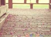 《無奈相思，一卷紅塵》美文欣賞