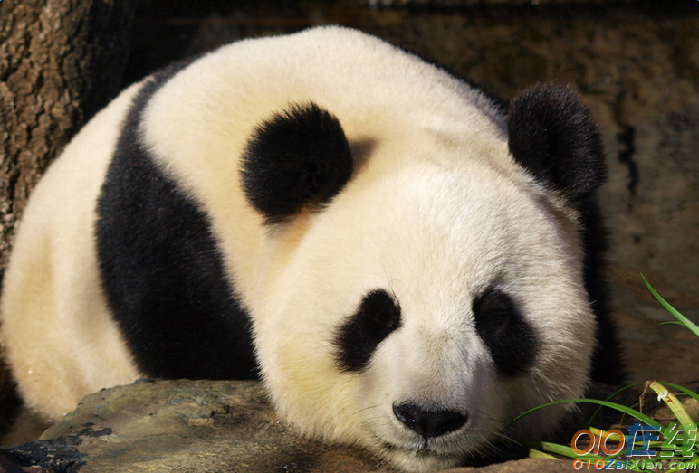 珍贵的大熊猫作文300字