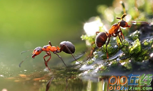 一年级关于小蚂蚁的作文