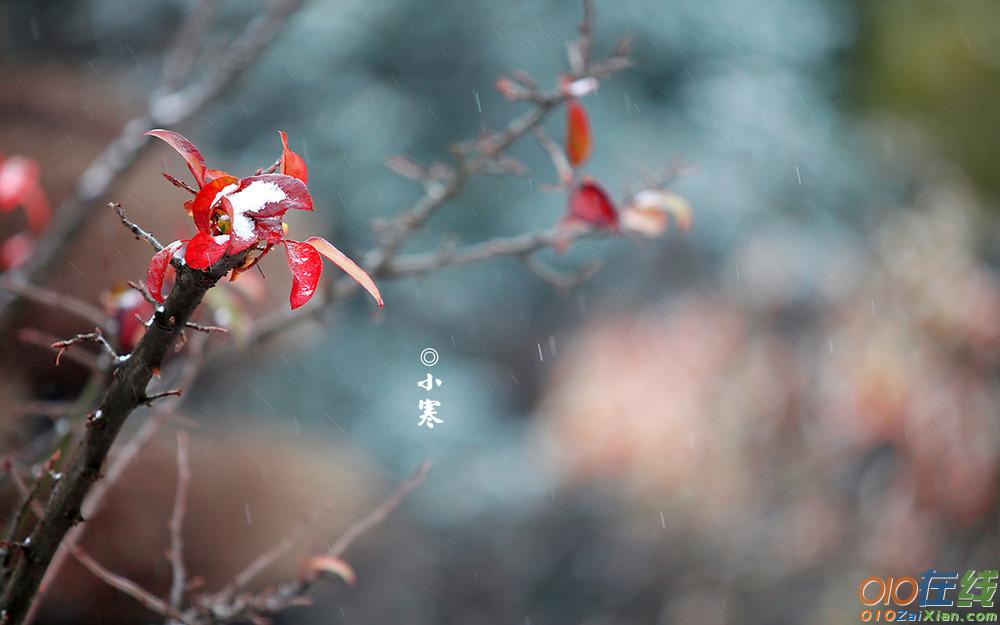 二十四节气立小寒图片