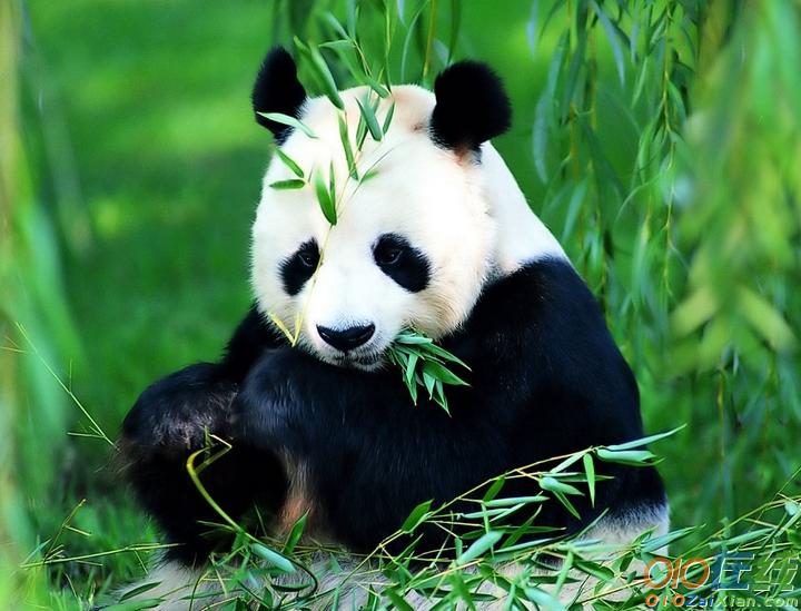 关于介绍熊猫的作文