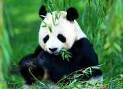 保护濒危熊猫的英语作文
