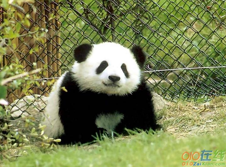 写熊猫的外貌英语作文